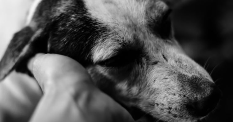 Touching Ways to Remember a Beloved Pet