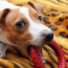 Jack Russell with a Chew Toy