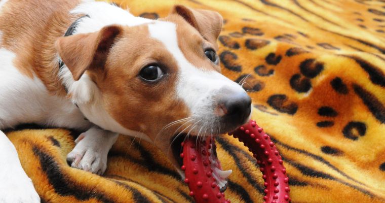 Jack Russell with a Chew Toy