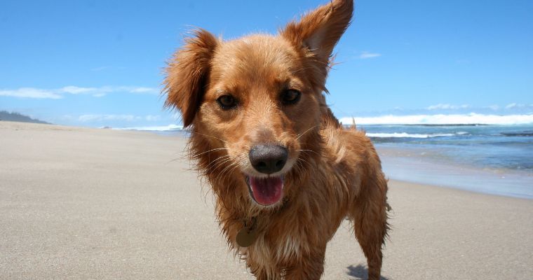 A dog on a beach
