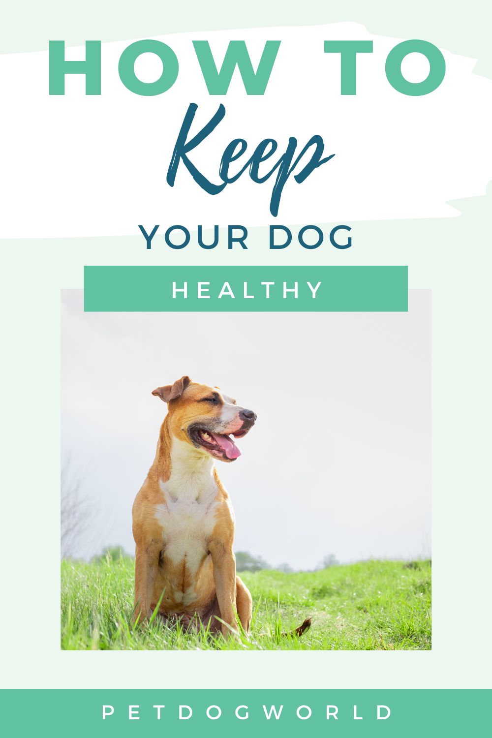 If you want to keep your dog healthy and happy over its lifetime, read on for some helpful tips.