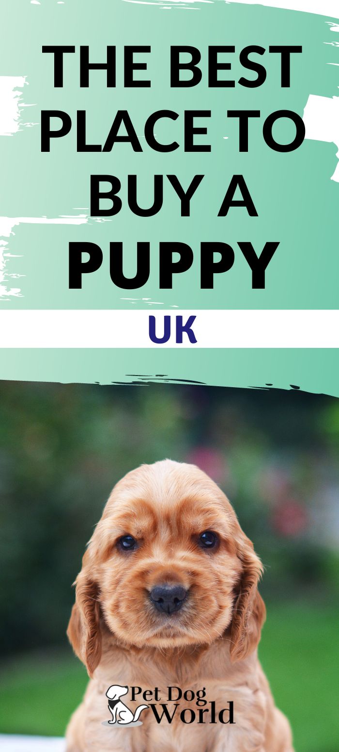 If you're wanting to buy a puppy, but don't know where to start, follow these tips on finding a healthy happy puppy, that's been bred in safe conditions.