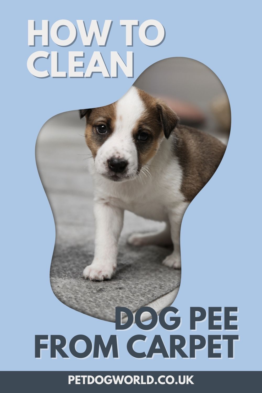 Cleaning up dog pee from a carpet can be a bit challenging, but with the right tools and techniques, you can effectively remove the stain and odour.