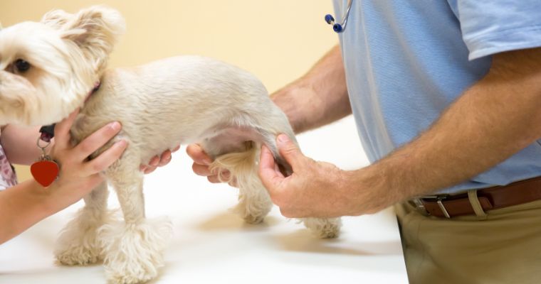 a small dog having knee joint checked