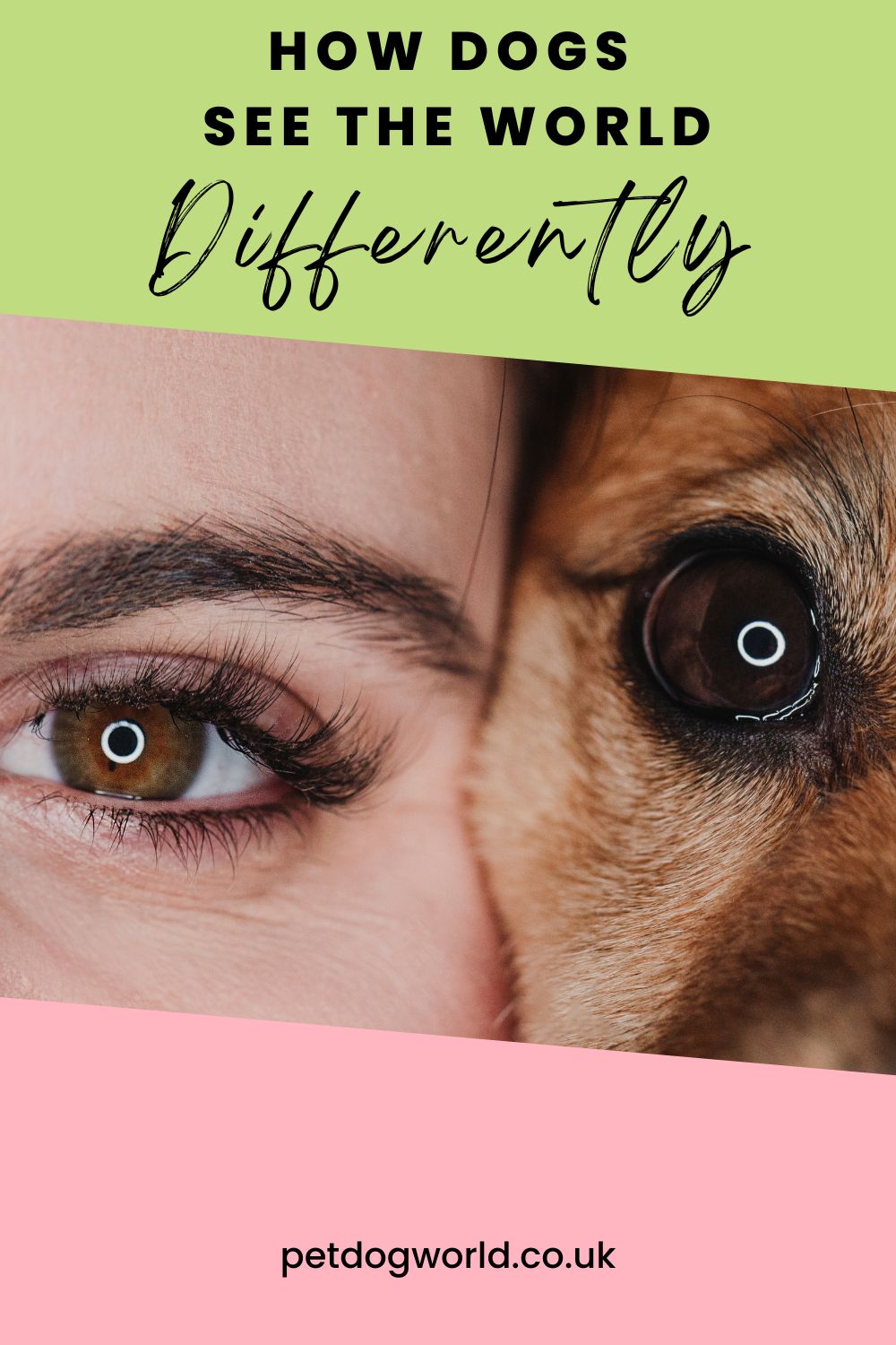 A blog post providing insightful details about canine vision, senses, and how these shape their unique perspective of the world.