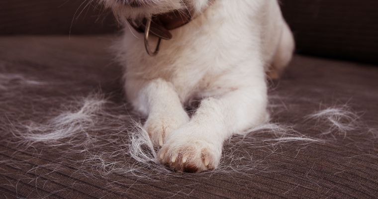 A Jack Russell dog shedding hair all over the sofa