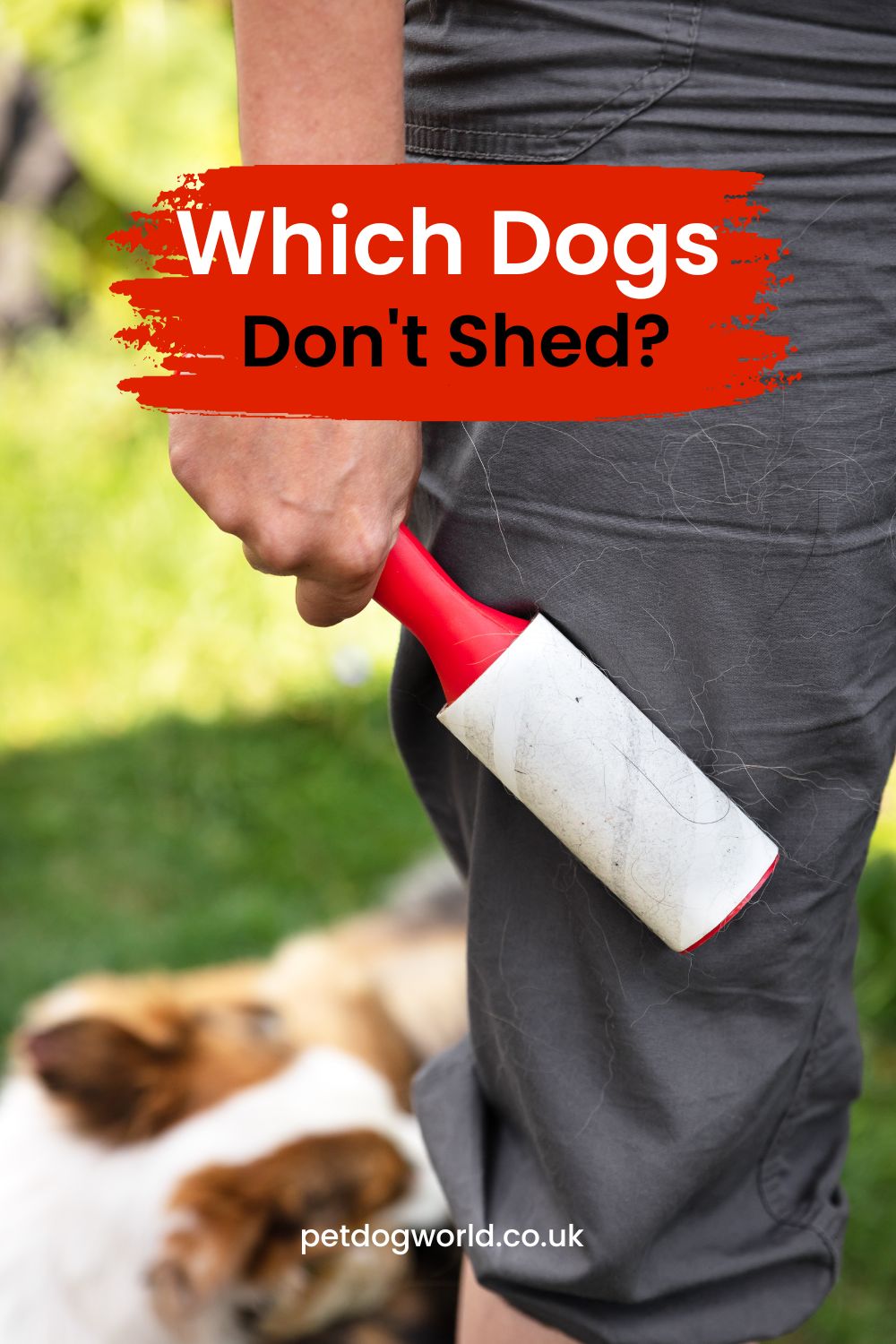 We dive into various low-shedding dog breeds, perfect for those seeking a fur-free home without missing out on the joy of a four-legged friend.