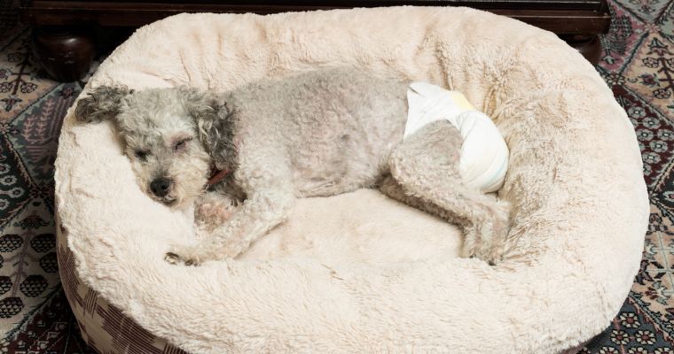 A dog asleep wearing a nappy