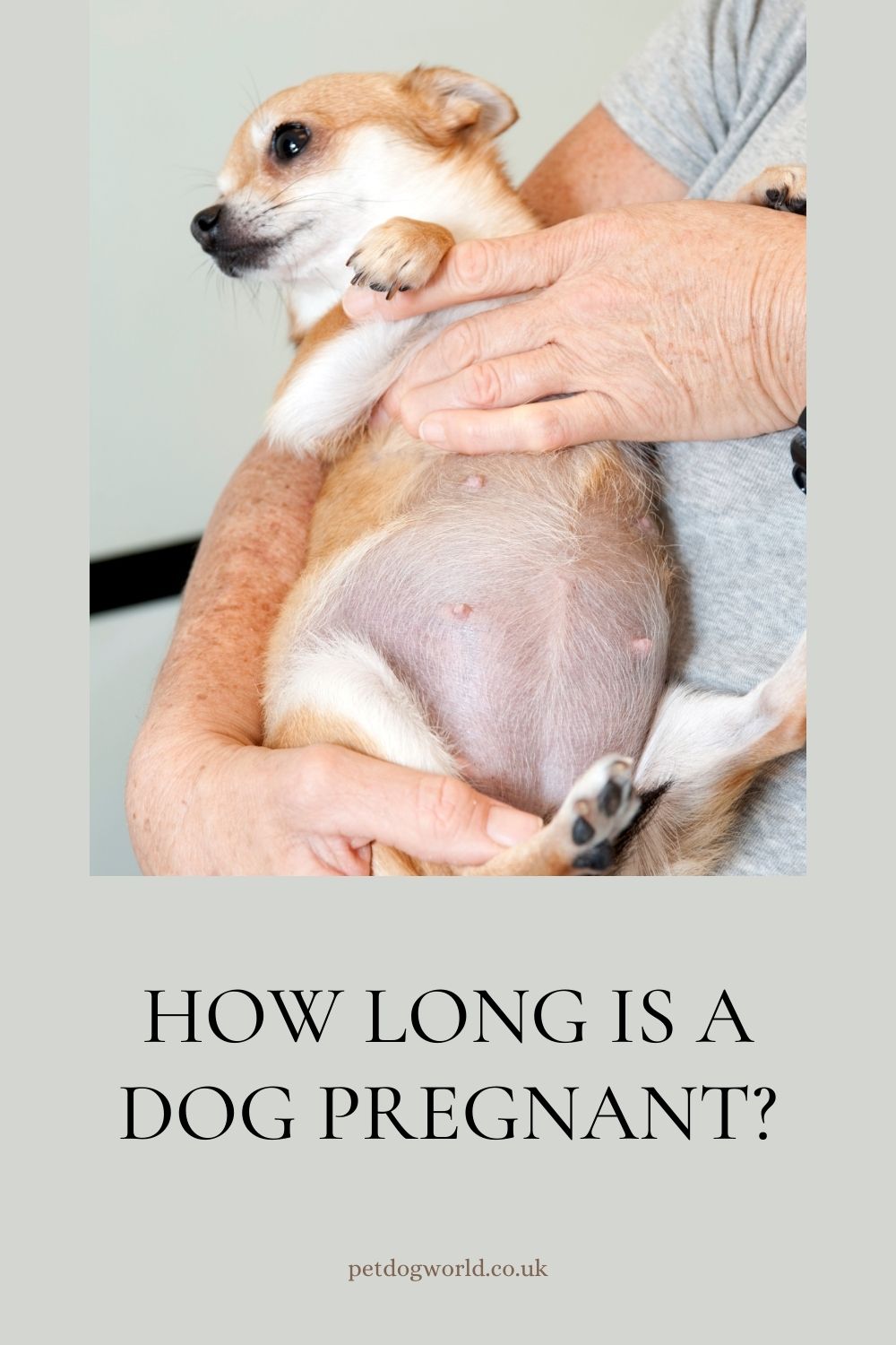Discover the surprising answer to "How long is a dog pregnant?" Uncover stages of labour & gain insights into proper care during dog pregnancy. 