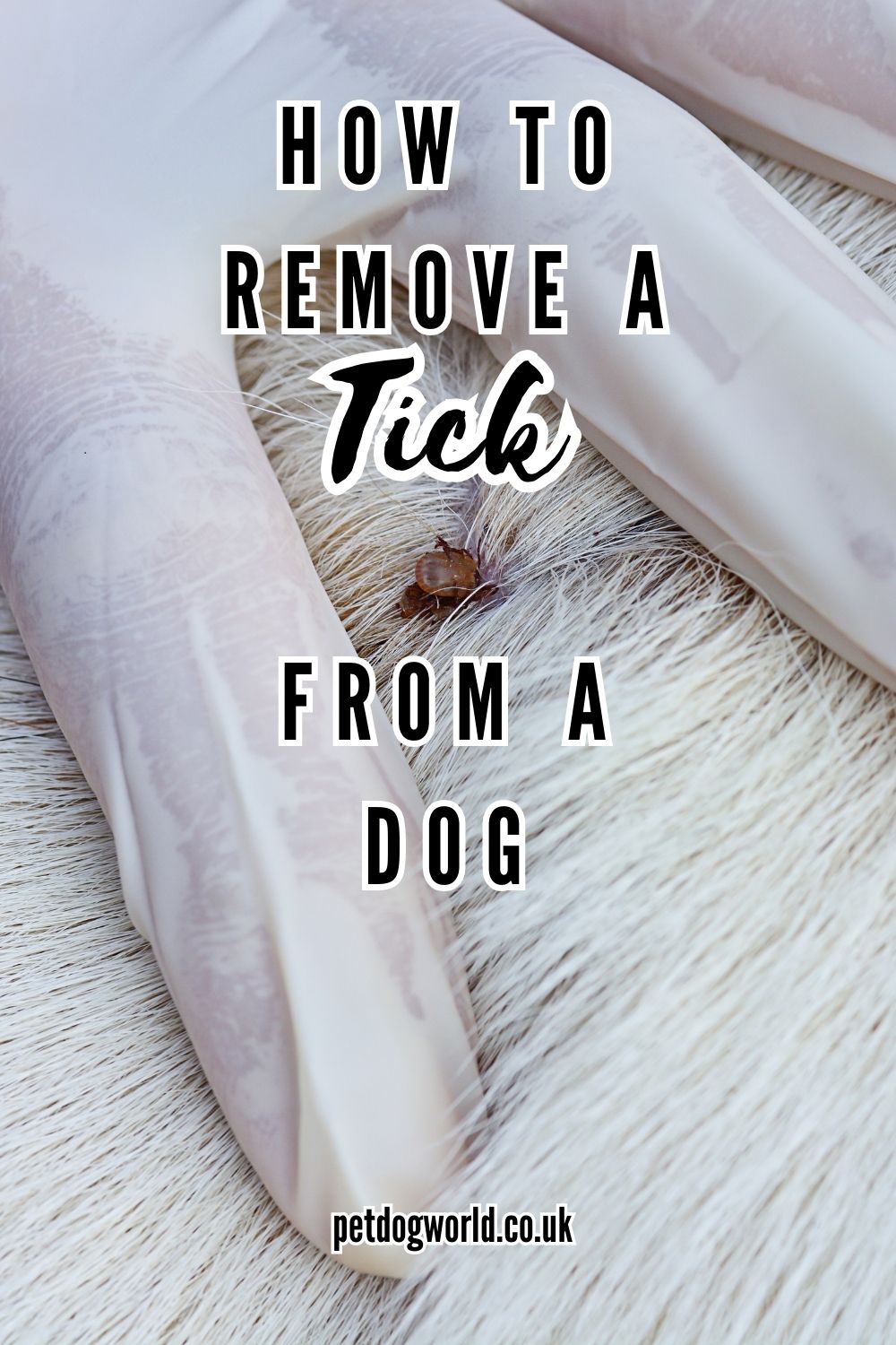 Learn how to safely remove a tick from your dog, ensuring their health & wellbeing. Get advice on tools, techniques & preventative measures