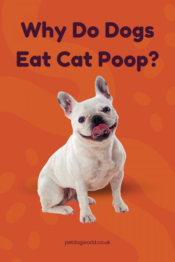 Why Do Dogs Eat Cat Poop? - Pet Dog World