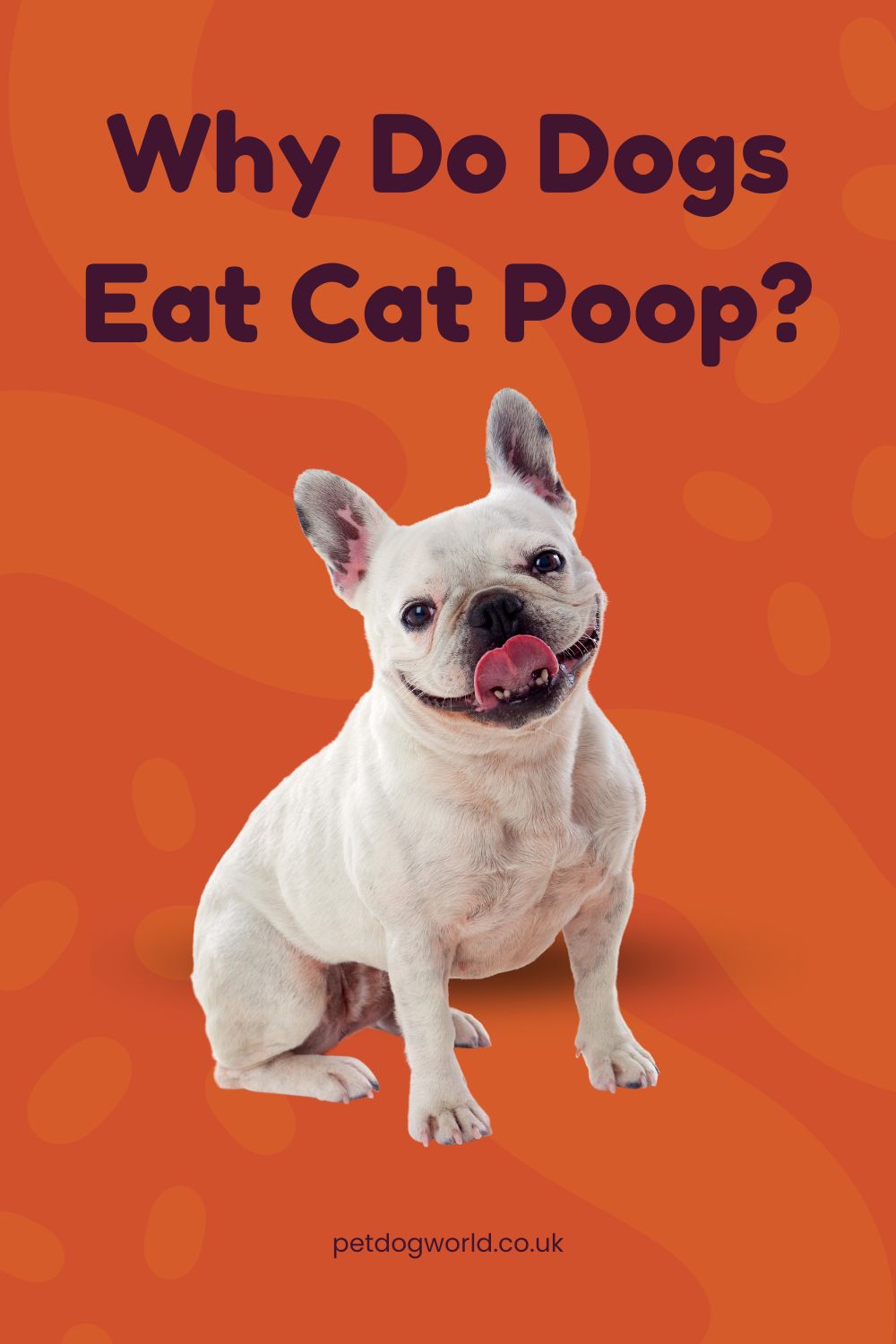 Explore why dogs eat cat poop and learn effective strategies to curb this behaviour, ensuring a healthier and happier environment for your pets.