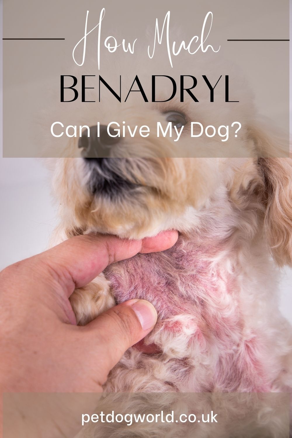 Find out how Benadryl can relieve allergy symptoms & motion sickness in dogs. Learn the correct dosage, potential risks & alternatives for your pet's safety & well-being.