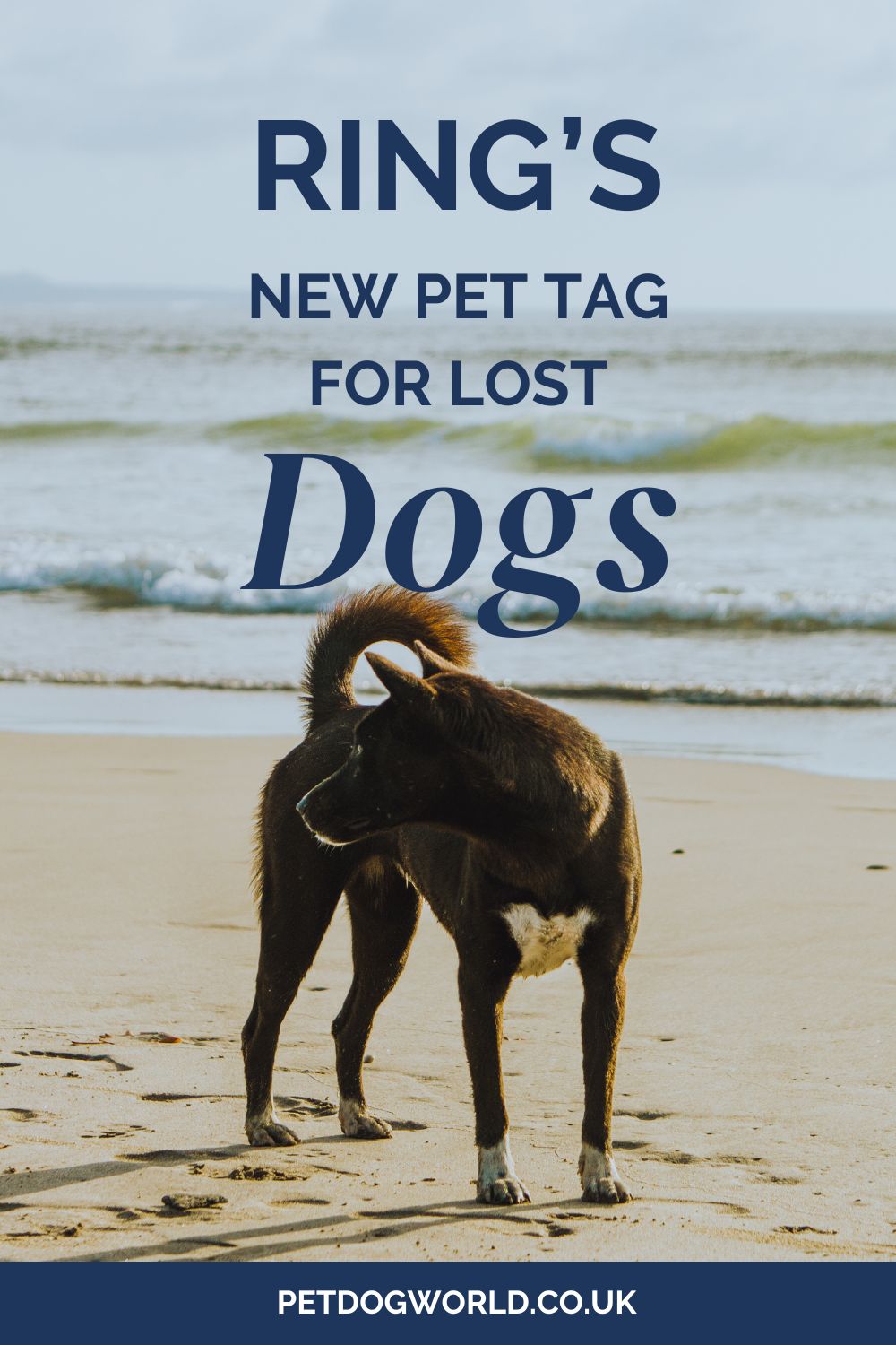 Discover Ring's innovative Pet Tag: Always Home. A non-GPS solution to connect lost pets with owners. QR code, 2-way communication, and privacy.