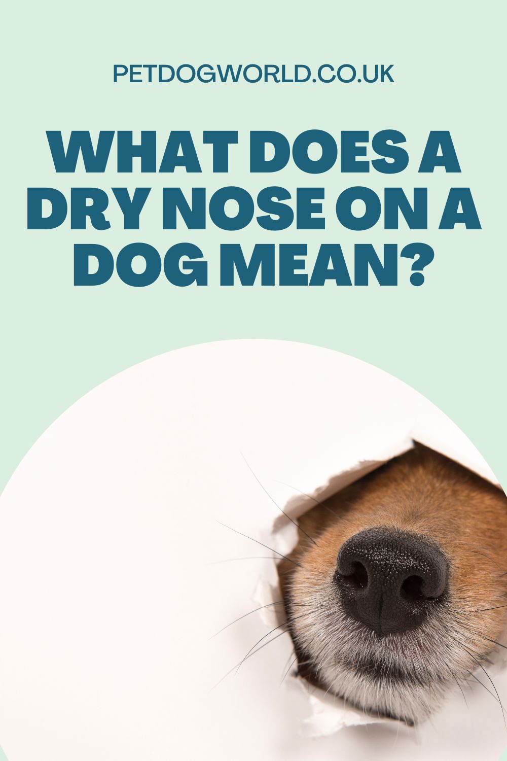 Read about what causes a dry nose in dogs and learn how to remedy it. Explore environmental factors, dehydration, allergies, and more.