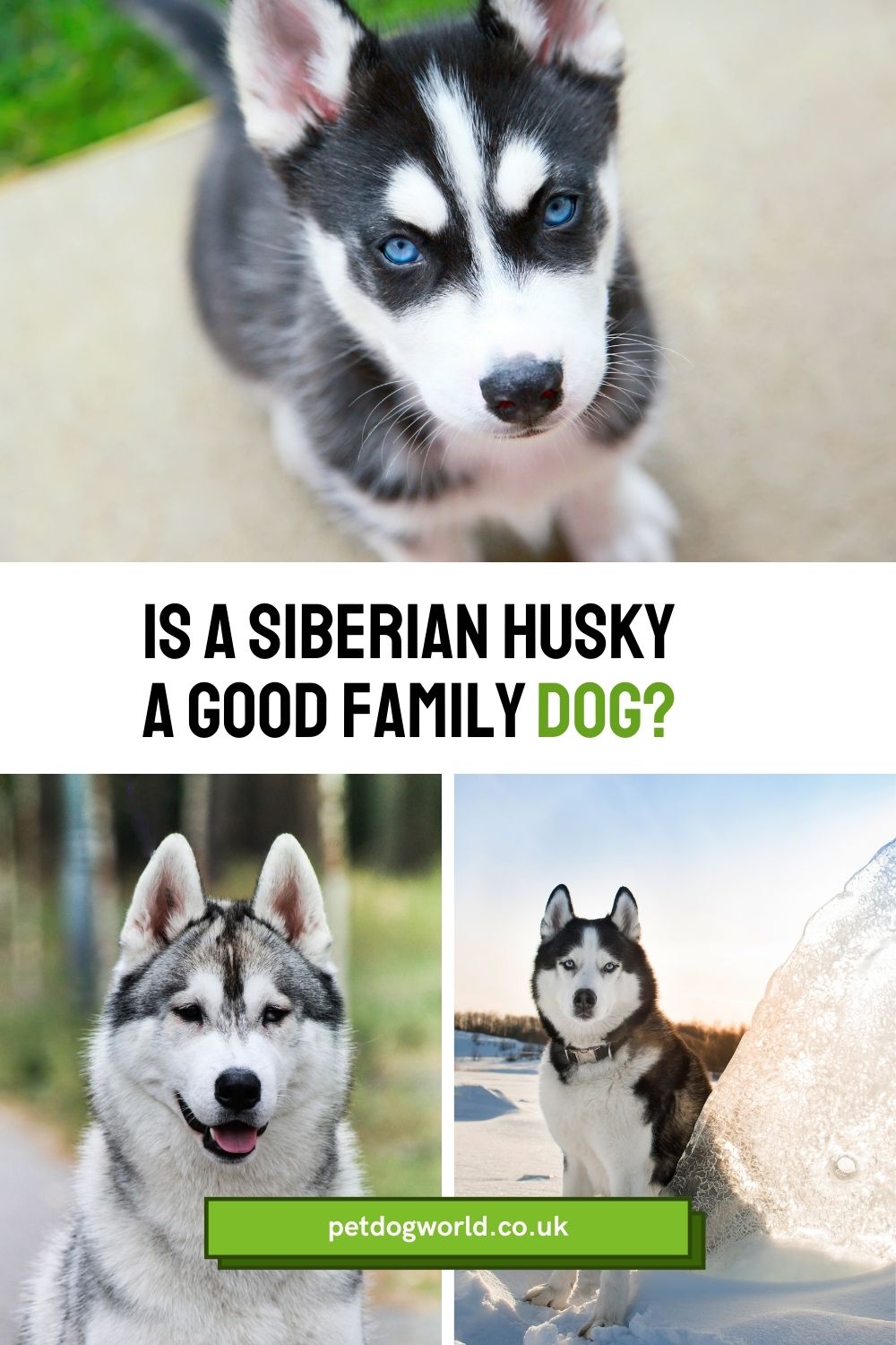 Is a Siberian Husky the right family dog? Explore temperament, energy, and more. Learn if Huskies are the perfect fit for your family in this informative blog.