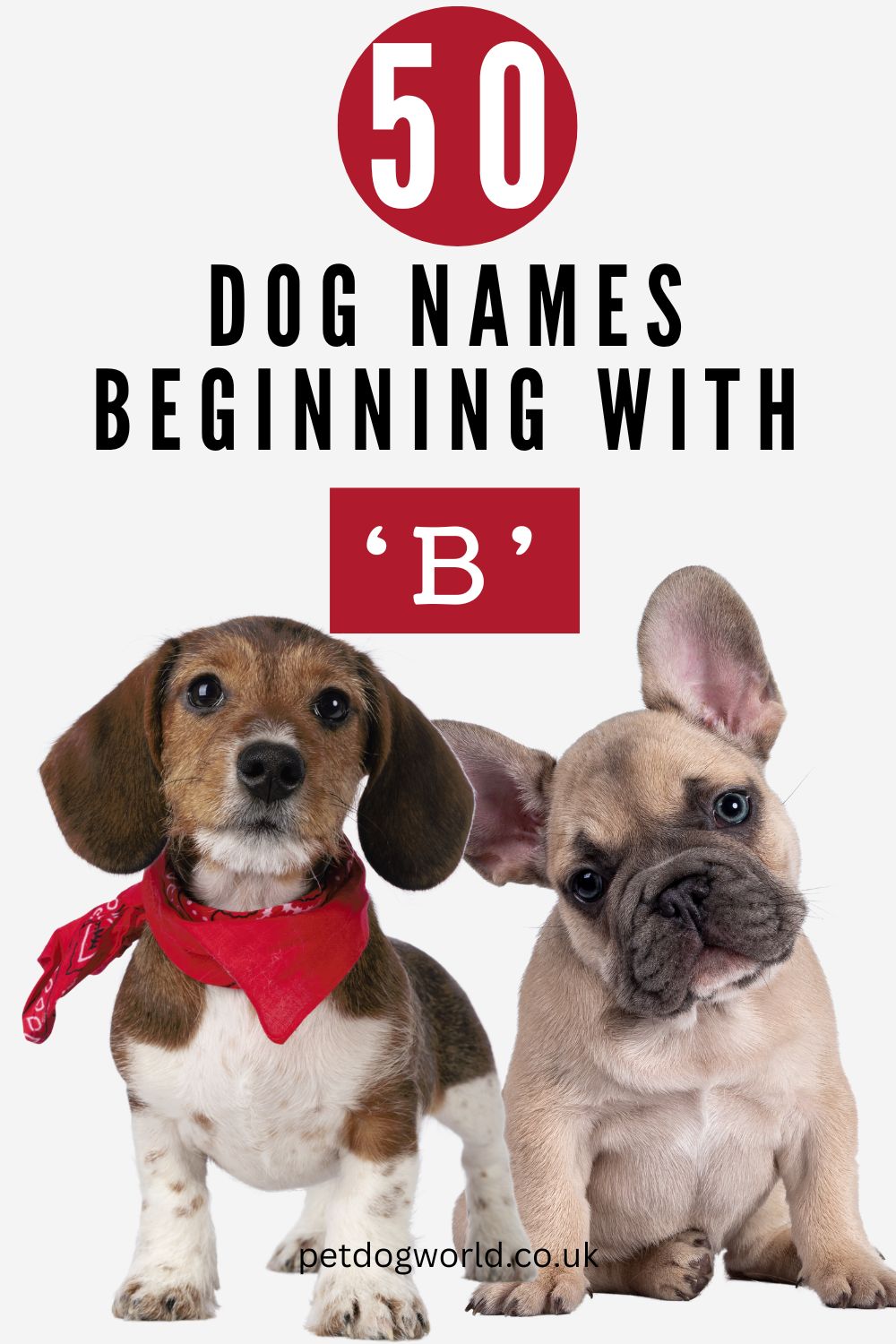 50 Dog Names Beginning with B