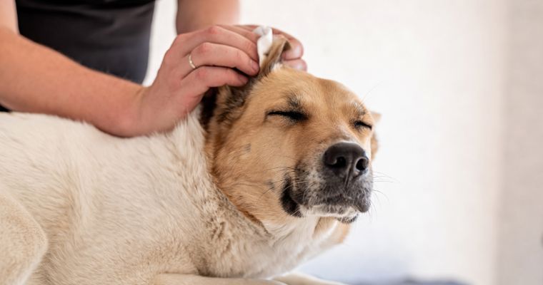 A woman cleaning a dog's ears