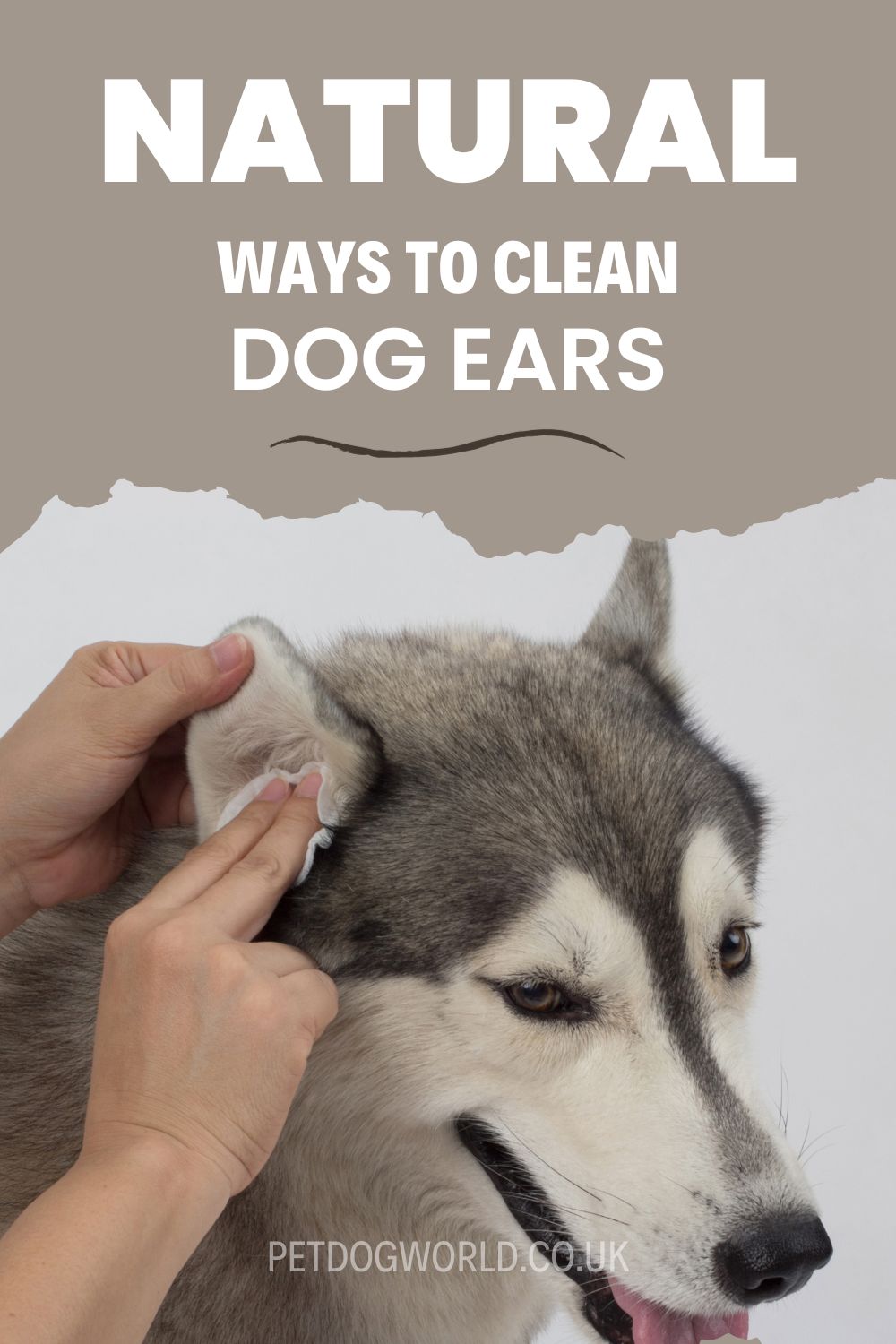 Essential tips for maintaining your dog's ear health naturally, ensuring comfort, and preventing infections.