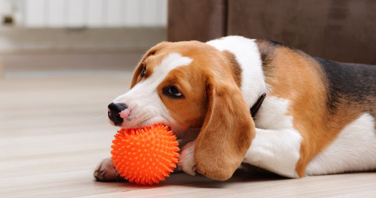 A dog chewing on a ball.