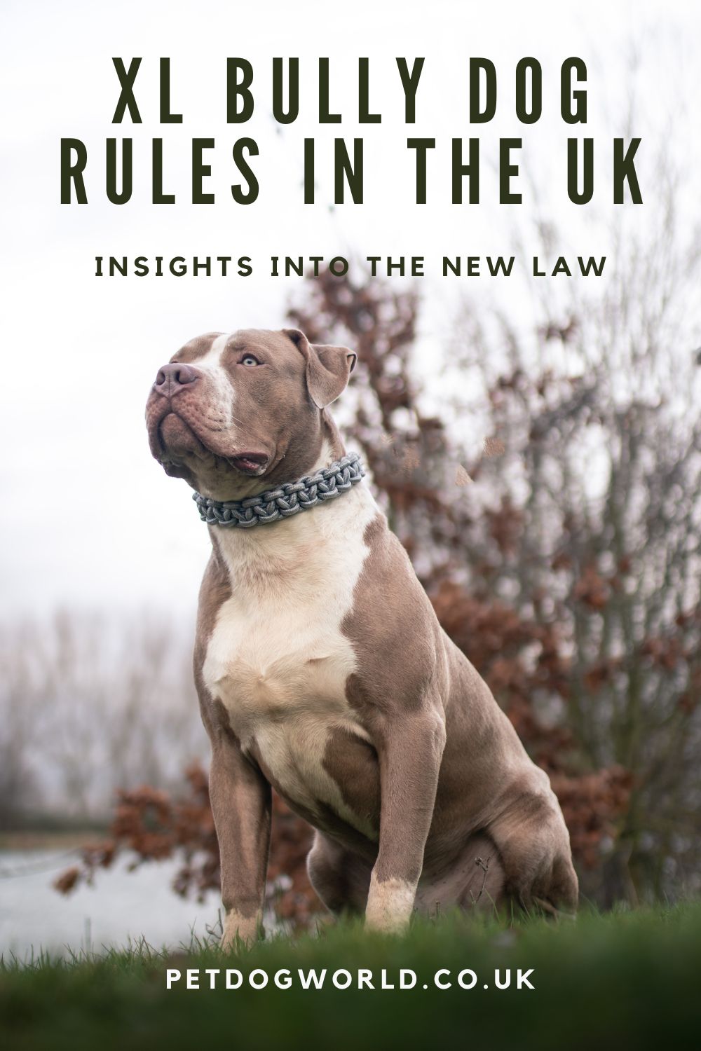 Explore the new UK law on Bully XL dogs. Understand its stages, implications for owners, and concerns raised by animal welfare groups.