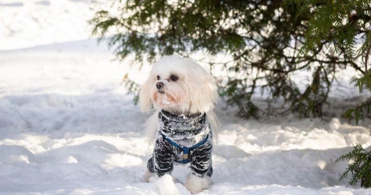Cute dog in a warm coat