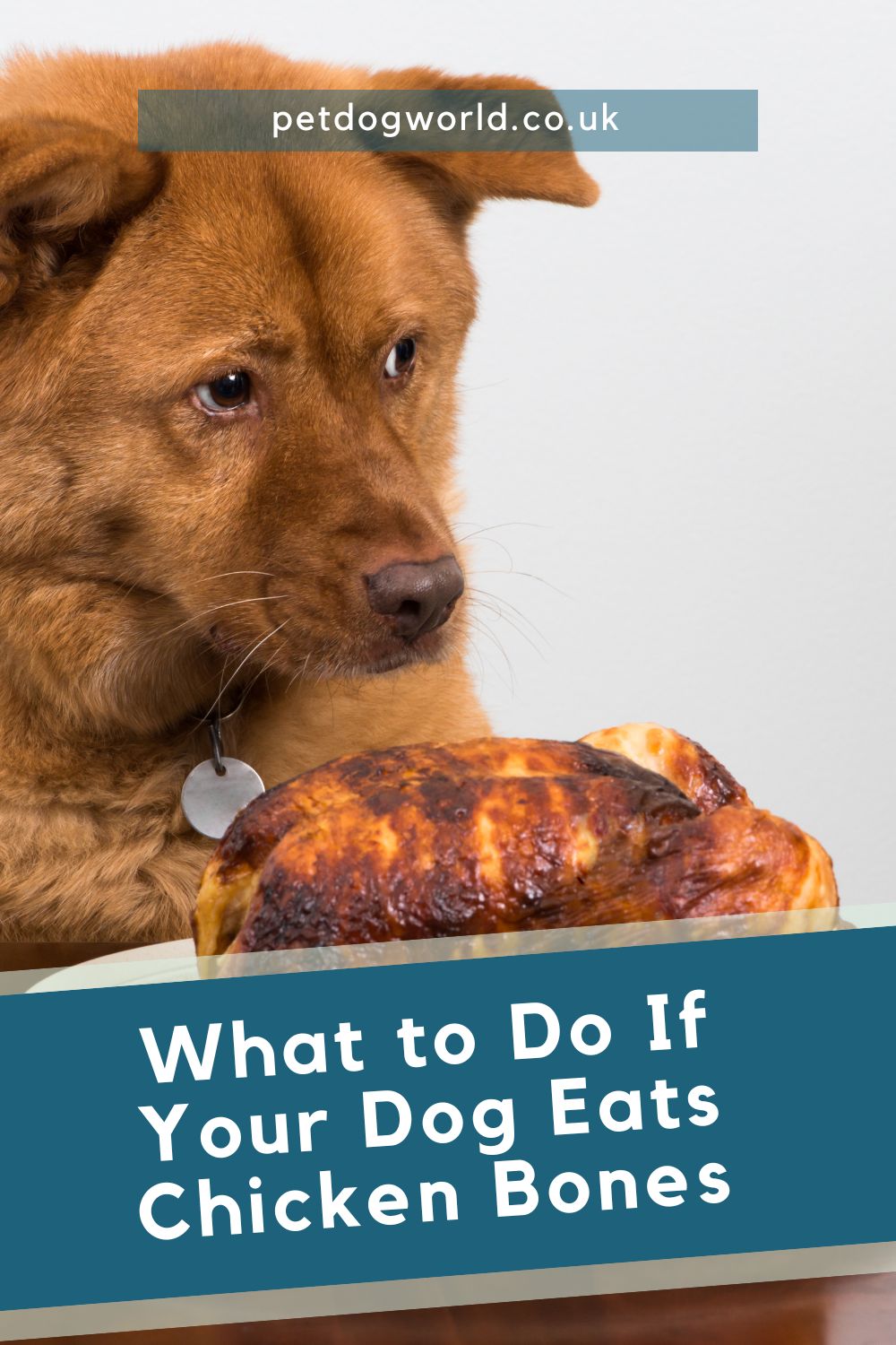 Find out what to do if your dog eats chicken bones. Learn immediate actions, monitoring tips, and preventive measures to keep your dog safe.