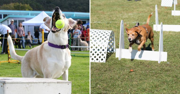 Canine Sports