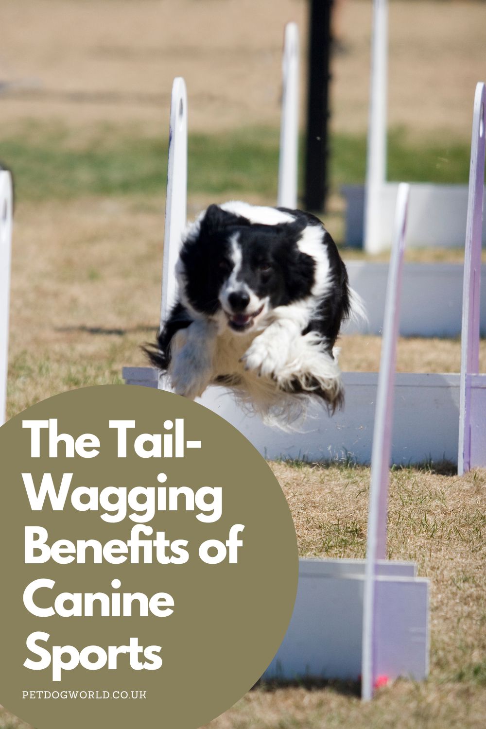 Read about the joy of canine sports! From agility to dock diving, find the perfect activity for your dog's fitness and happiness.