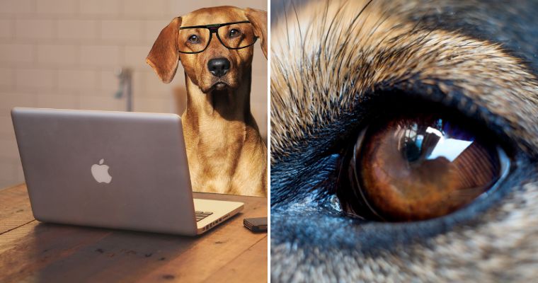 Dog wearing glasses and a dog's eye